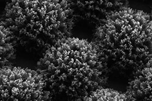 松原松原蔡司显微镜